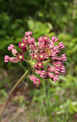 Blunt-leaved Milkweed