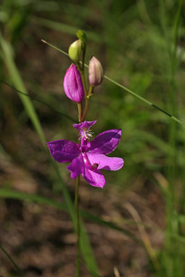 Grass Pink Orchid