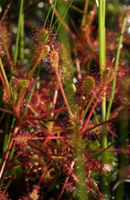 Spatulate-leaved Sundew