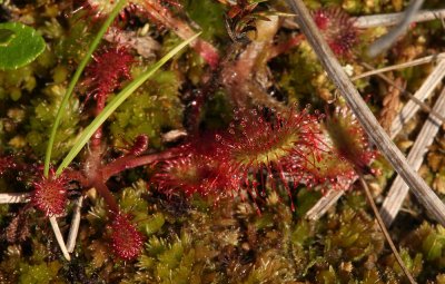 Round-leaved Sundew