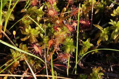 Round-leaved Sundew