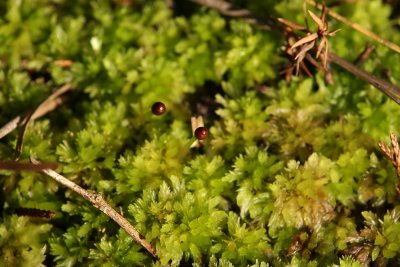 Sphagnum moss