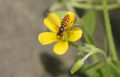 Syrphid Fly