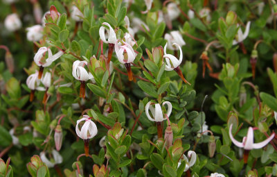 American Cranberry