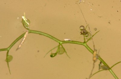 Purple Bladderwort