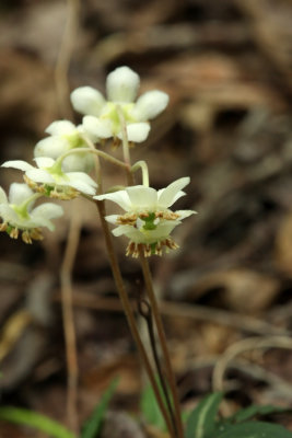 Spotted Wintergreen