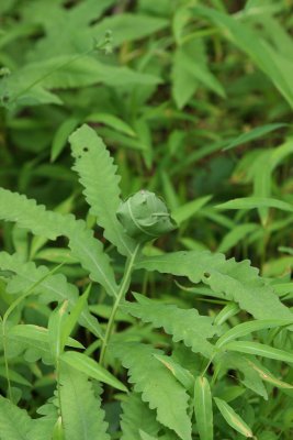 Sensitive Fern