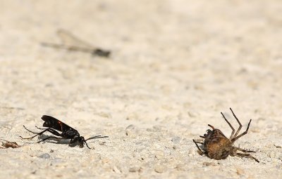 Wasp and an unfortunate spider