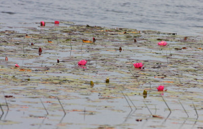 White Waterlilies