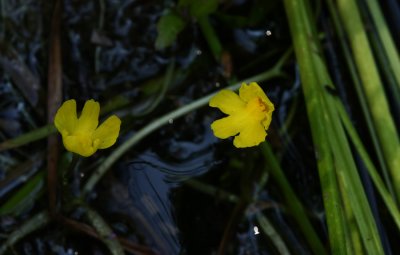 Utricularia radiata- Small Swollen Bladderwort