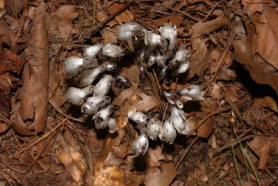 Indian Pipe