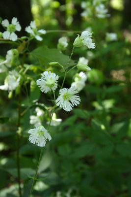 Star Campion