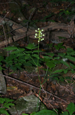 White Baneberry/Doll's Eyes