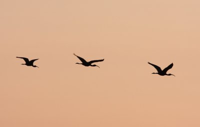 Glossy Ibises