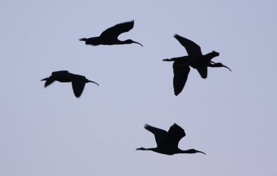 IMG_6430.jpg