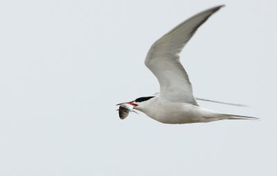 Common Tern