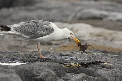Herring Gull