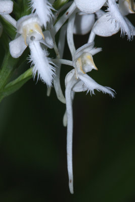 White fringed Orchid