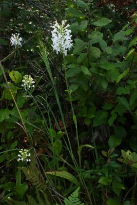 White fringed Orchid