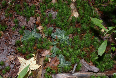 Rattlesnake Orchid