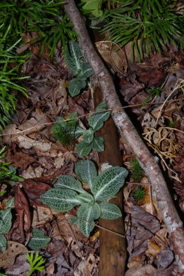 Rattlesnake Orchid