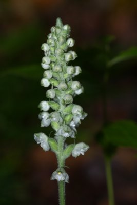 Rattlesnake Orchid