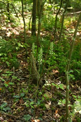 Rattlesnake Orchid