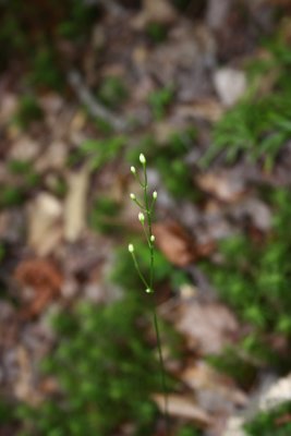 Upright Bartonia