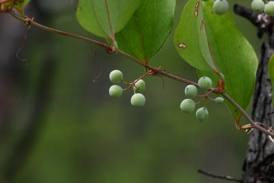 Glaucous-leaved Greenbriar