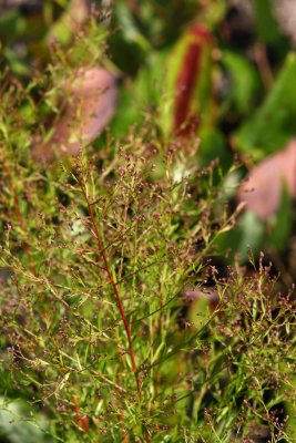 Oblong-fruited Pinweed