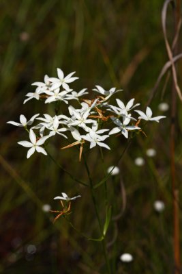 Lance-leaved Sabatia