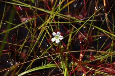 Spatulate-leaved Sundew