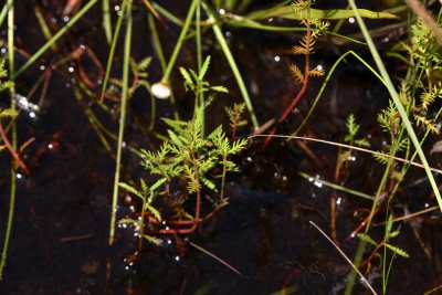 Cutleaf Mermaid Weed