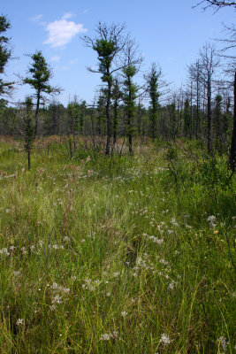 Wetland Savannah in the Pine Barrens
