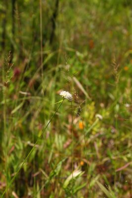 White Beaksedge