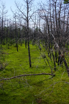 A swale in the Pines