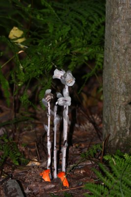 Indian Pipe