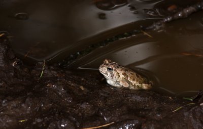 Fowler's Toad.