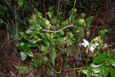 Northern Pitcher Plant