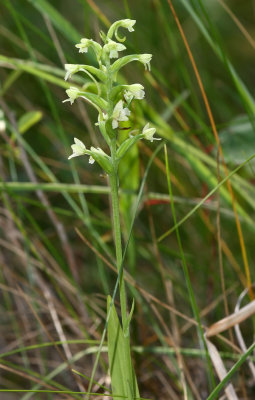 Green Woodland Orchid/Club Spur Orchid
