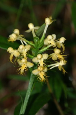 Orange-crested Orchis