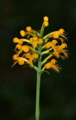 Orange-crested Orchis