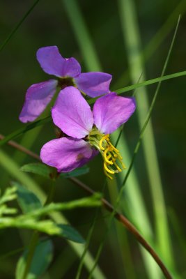 Virginia Meadow Beauty