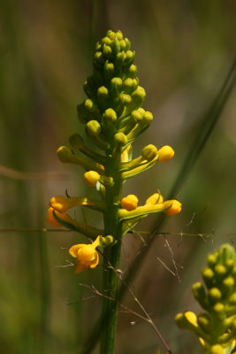 Southern Yellow Orchid/Yellow Fringeless Orchid