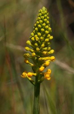 Southern Yellow Orchid/Yellow Fringeless Orchid