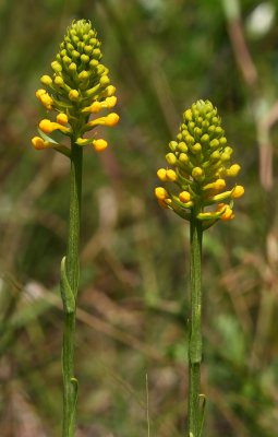 Platanthera integra- (Southern Yellow Orchid/Yellow Fringeless Orchid)
