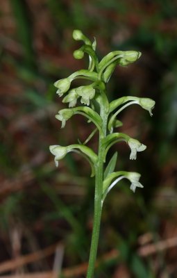 Green Woodland Orchid/Club Spur Orchid