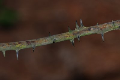 Laurel-leaved Greenbriar