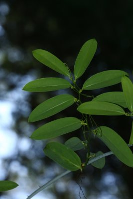 Smilax laurifolia- (Laurel-leaved Greenbriar)