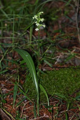 Green Woodland Orchid/Club Spur Orchid